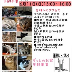保護猫　譲渡会 サムネイル1