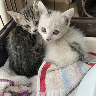 兄妹仲良しの子猫の飼い主さん募集中です。