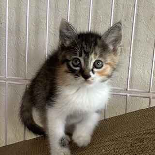 三毛、三毛、サビの三姉妹♪