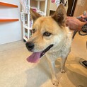 引き取ってくれる方を探しています