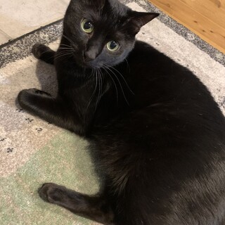ビビリだけど甘えん坊の黒猫