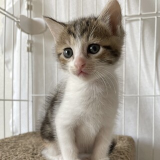 三毛の愛らしい女の子　1か月