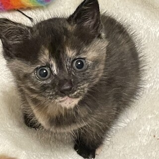 サビの美猫な女の子　1か月