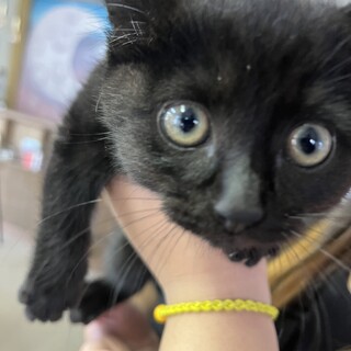 黒の可愛い子猫