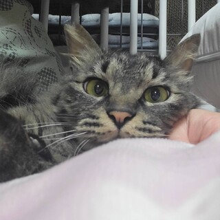 甘えん坊の添い寝男子♡モジャくん