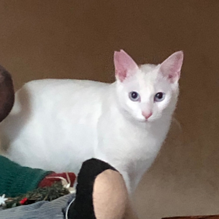 美猫！白ブルーアイの　とわくんです