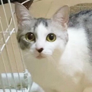 クールビューティー♡マナちゃん