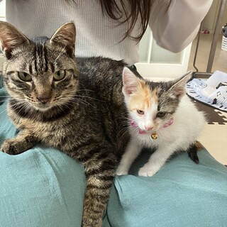 ミケのちっちゃい女の子