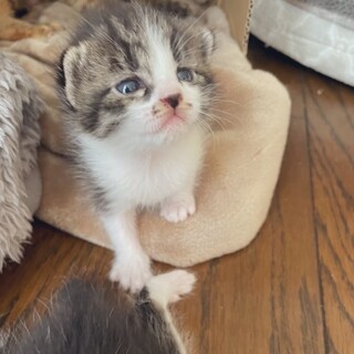子猫の里親さんを募集しています