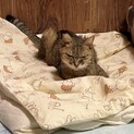 18歳の長老猫ちゃん