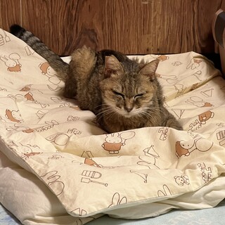 18歳の長老猫ちゃん