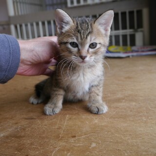 かわいいキジトラの子猫