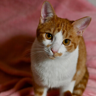 とてもかわいいハルくん！