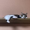 みのぼうや