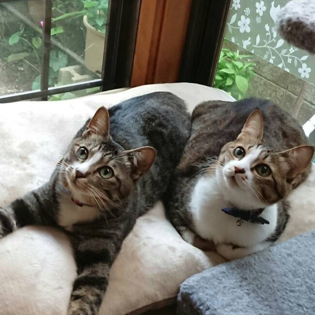 みのぼうやのカバー写真
