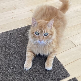 長毛茶虎くん里親募集中