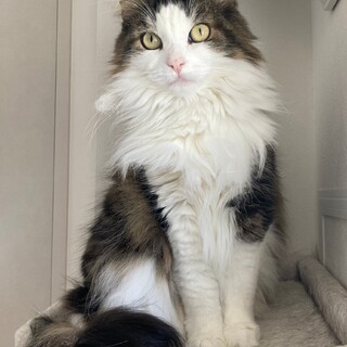 クリスマスイブ生まれのノエルちゃん