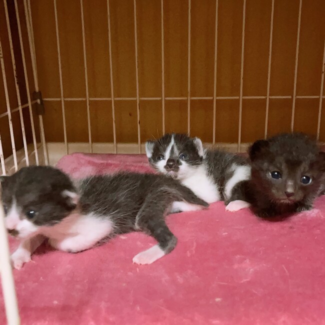 ひー6337のカバー写真