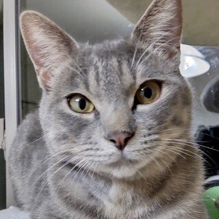 【6/4東日本橋】ハンサムボーイ♡クインシーくん