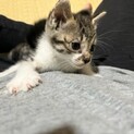 小さなこねこ