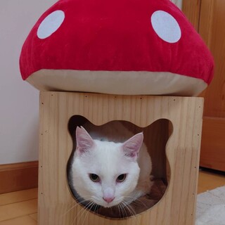 綺麗な白イケメン猫