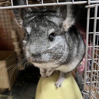 チンチラ　スタンダードグレー