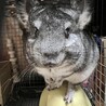 チンチラ　スタンダードグレー サムネイル2