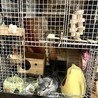 チンチラ　スタンダードグレー サムネイル5