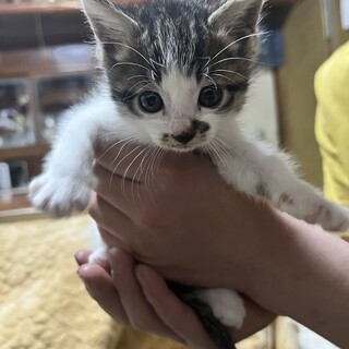 雑種、生後約2ヶ月の雄猫くん