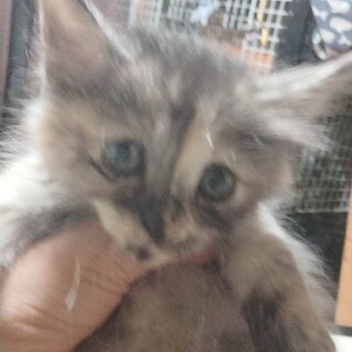 長毛さび、長毛白グレー、困り顔キジ白、白玉四姉弟