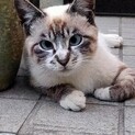人慣れ抜群の丸顔ボーイ