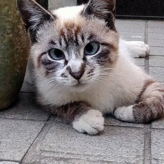 人慣れ抜群の丸顔ボーイ