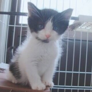 譲渡先決まりました！