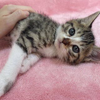 里親決定。ナヨンちゃん