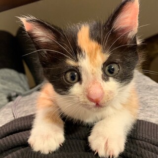 募集停止　お膝でゴロゴロ美猫女子❤️ミク