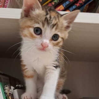 募集停止顔立ちの整った美猫女子❤️リリー