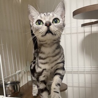 【一時停止中】超美人、超甘えん坊のアメショのカブ