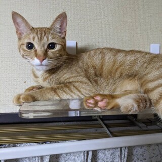 優しい大人の猫さん大好き茶トラ♀1才4ヶ月