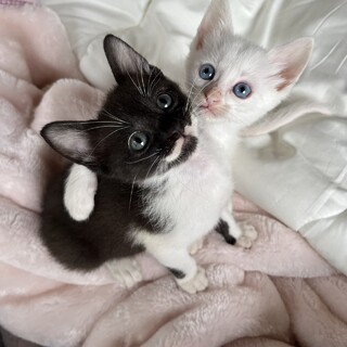 真っ白ブルーアイのパール&グレーブラックのオニキス