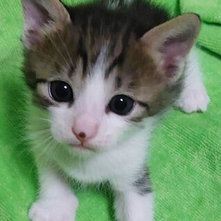 クリクリおめめ！やんちゃボーイ約1ヶ月