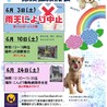甘えん坊のキジトラ子猫★クッキーくん サムネイル7