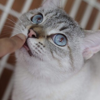 シャム風　棘くん　里親様募集中‼️