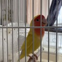 コザクラインコ　4歳