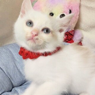 【6/4東銀座】ルーチェくん★2ヵ月