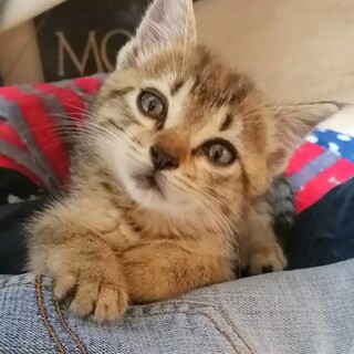 【急募★仔猫】甘えん坊な女の子★生後１～２カ月