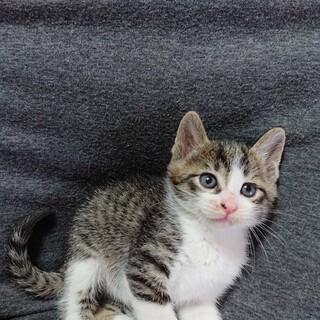 生後約1ヶ月のキンカちゃん♀