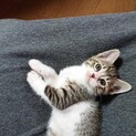 生後約1ヶ月のマサちゃん♀