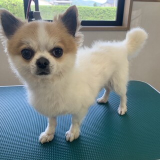 チワワ の男の子！