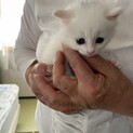 よちよち歩きの可愛い白猫さん♬