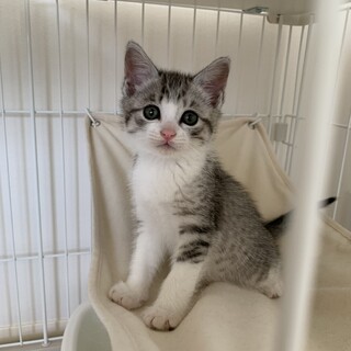 生後２ヶ月元気いっぱいな美猫ちゃんです